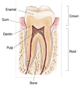 Tooth diagram revealing the outer and inner layers of a tooth