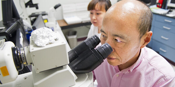 Dr. Jerry Feng, professor in biomedical sciences at TAMBCD, looks into a microscope in his research lab.