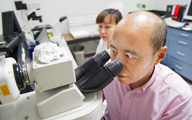 Dr. Jerry Feng, professor in biomedical sciences at TAMBCD, looks into a microscope in his research lab.