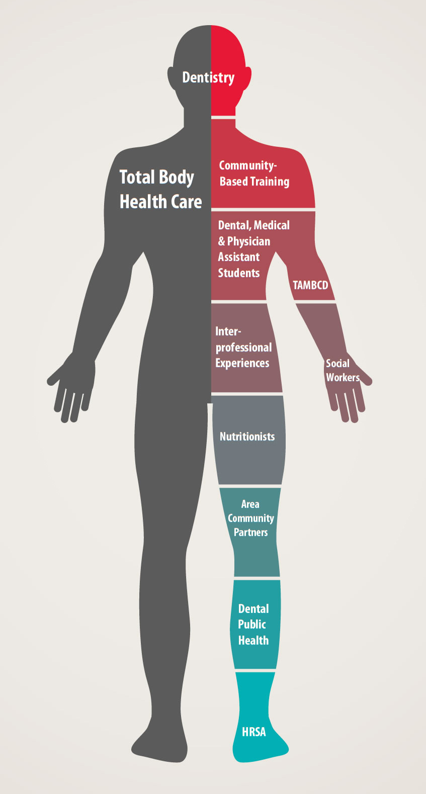 ThIllustration of a person divided by various health care disciplines