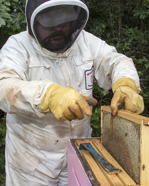 Dr. Lee Kavanagh checks the frames of the bee hives at his College Station, Texas, home.