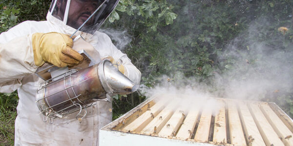 Dr. Lee Kavanagh calms the hive with the smoker.