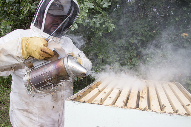 Dr. Lee Kavanagh calms the hive with the smoker.