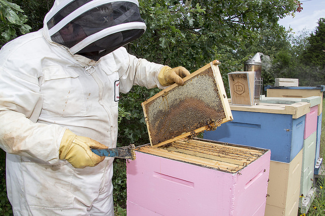 Dr. Lee Kavanagh tends one of the beehives at his College Station, Texas, home. 