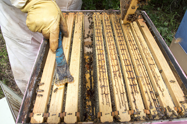 Dr. Lee Kavanagh opens the hive to reveal that the bees have been busy. Honey is ready to be harvested.