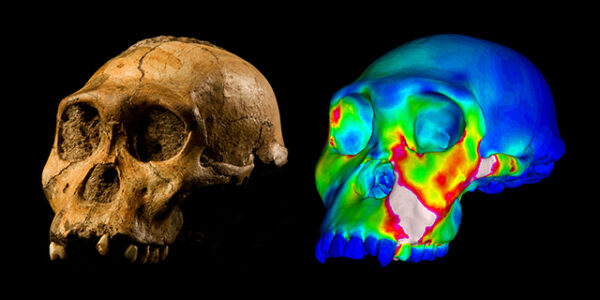 Australopithecus sediba specimen MH1