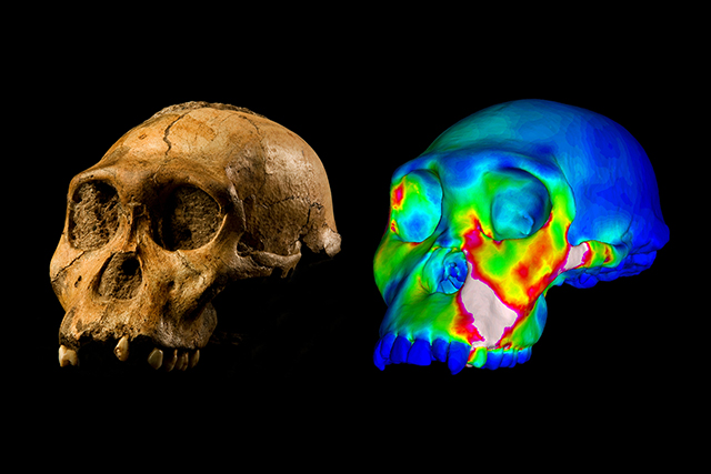 Australopithecus sediba specimen MH1