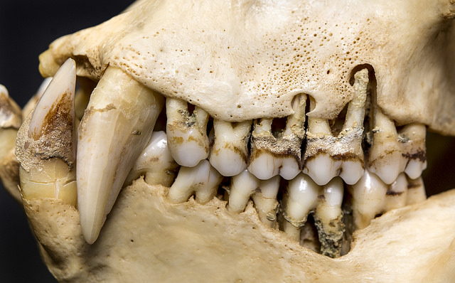 This macaque mandible used in the study reveals the severe recession and porous appearance of the alveolar bone.