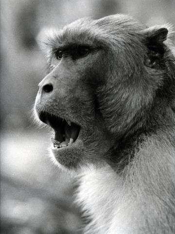 A macaque opens its mouth.