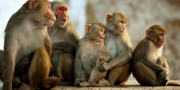 Macaque monkeys