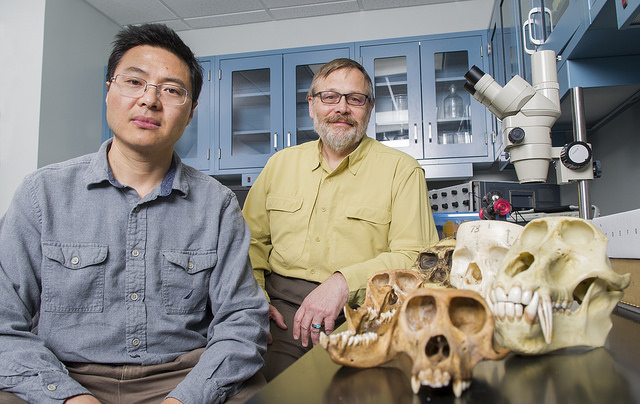 Dr. Qian Wang and Paul Dechow with some of the models used in their studies of primate and human craniofacial evolution