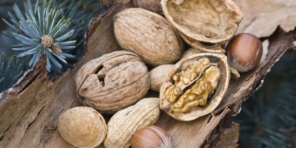 Various nuts lying on a dry bark