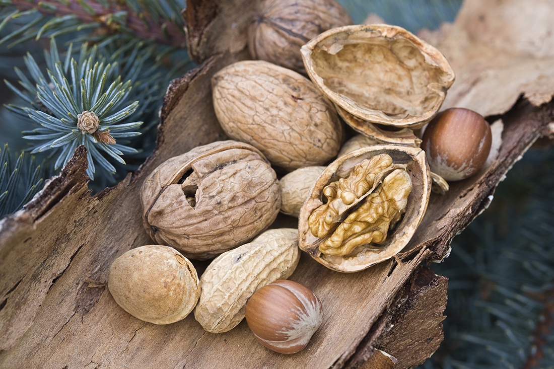 Various nuts lying on a dry bark