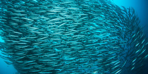 A school of barracudas