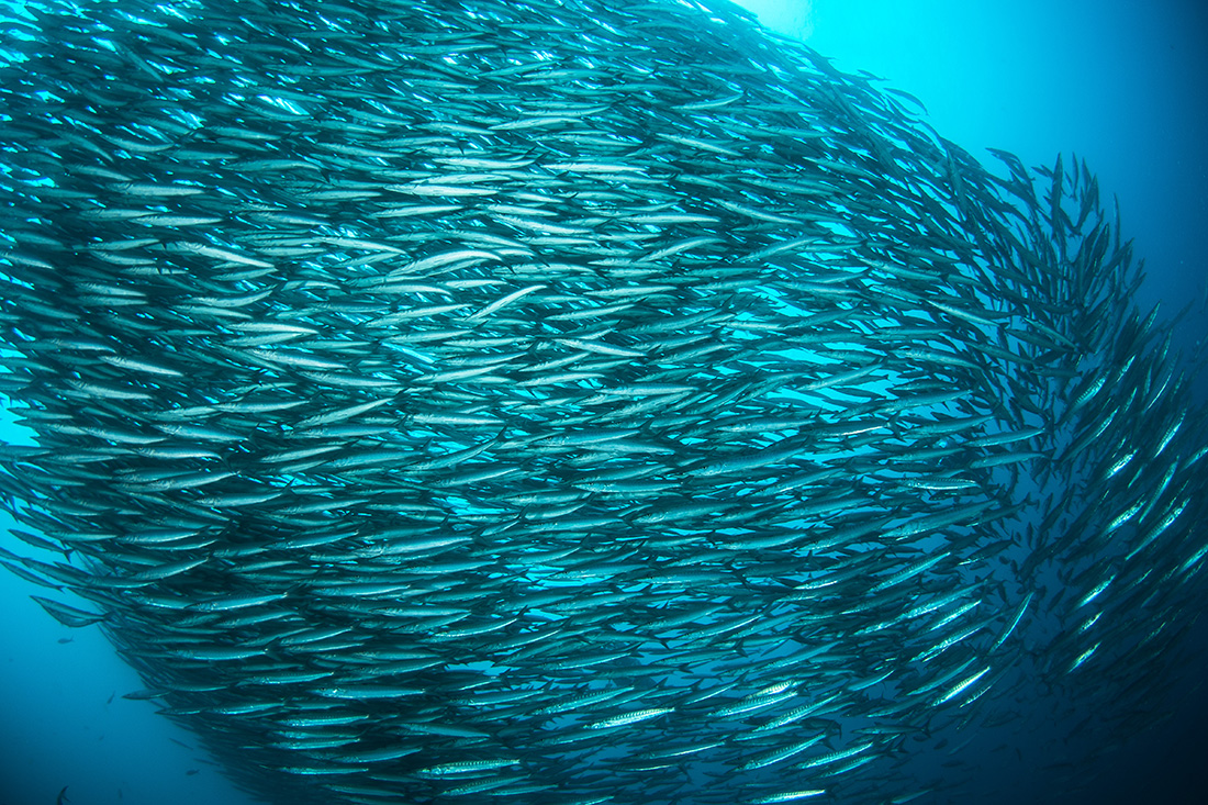 A school of barracudas