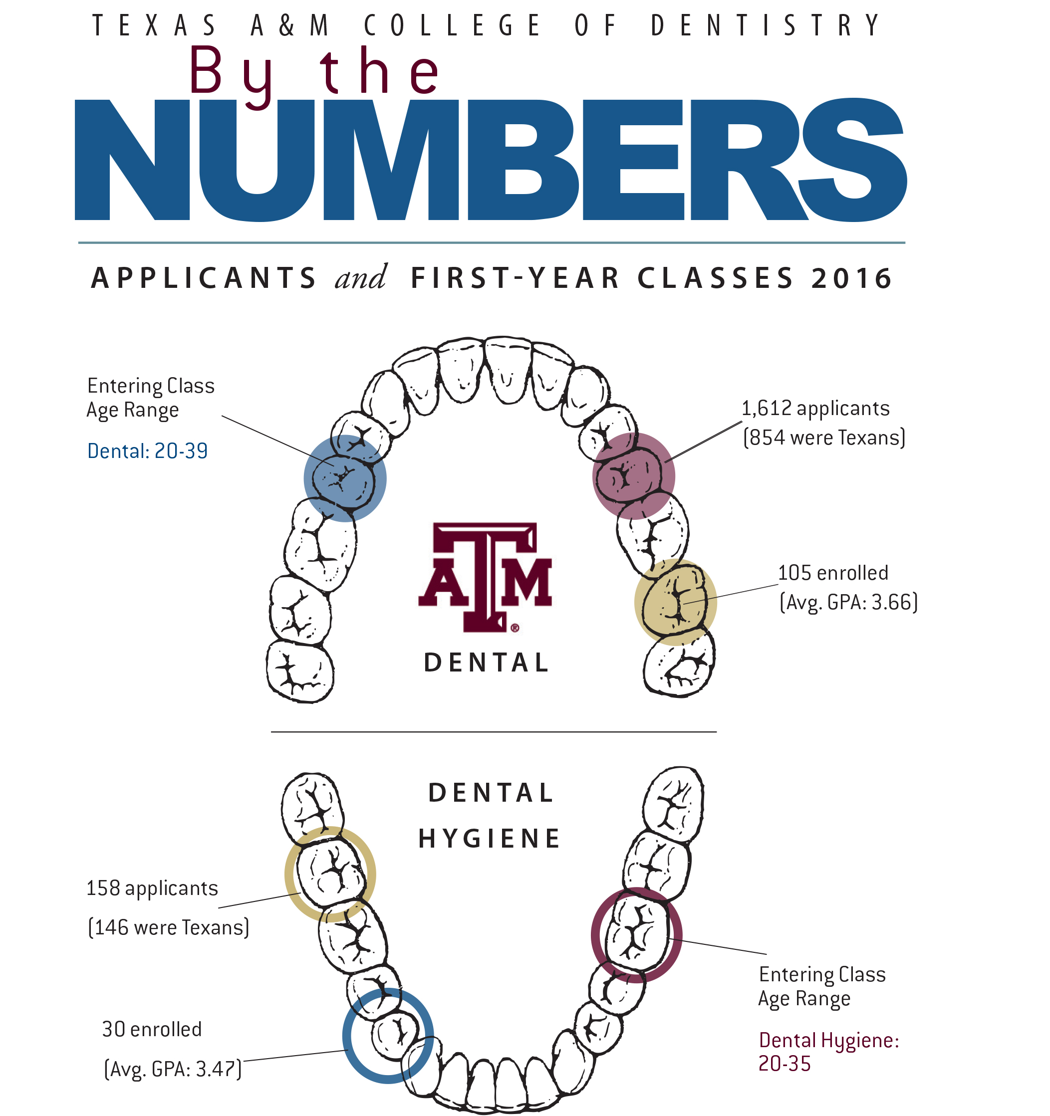 Infographic: Breakdown of applicants to Texas A&M College of Dentistry for academic year 2016-2017