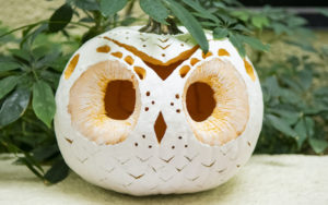 Owl - carved pumpkin
